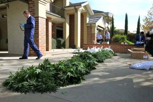 Hillside drugs raid: Hundreds of plants seized