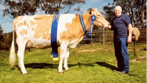 It’s a cow of a job