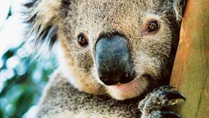 Sad tribute to this furry Toolern Vale visitor