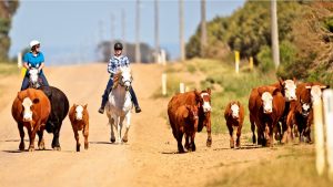 Mount Cottrell family’s plea to slow down as stock crosses