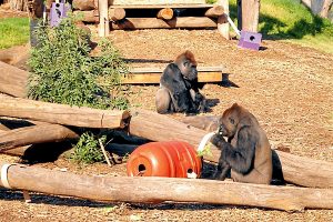 Gorillas in our midst