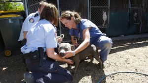 Rockbank raid picture gallery