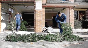 Hillside crop seized