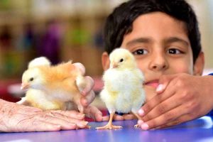 What came first, the chickens or the excitement?