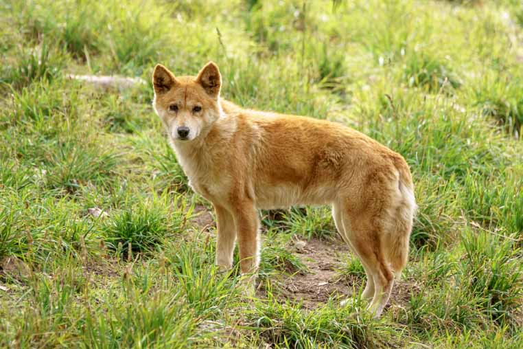 are dingoes a pest