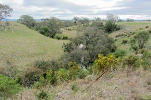 New park pledged for Toolern
