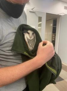 Owl rescue one for the books