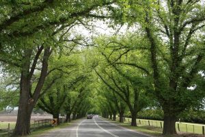 Buyers flee city for Moorabool