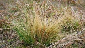 Serrated tussock season upon us