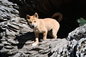 A home for dingoes