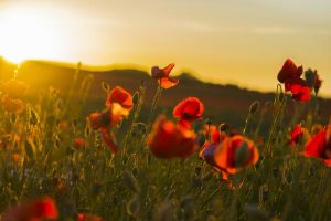 Road closures for Remembrance Day
