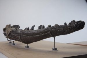 New state fossil emblem