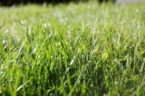 Moorabool continues roadside slashing