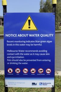 Blue green algae at Pykes Creek Reservoir