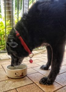 Report on rehoming pets released