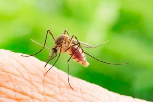 How to keep mozzies at bay