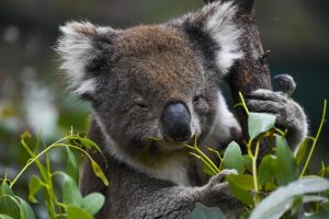 A $50 million boost to help Australia’s cuddliest icon