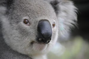 Moorabool Landcare to assist in bridging koala data gaps