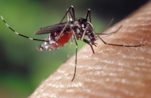 Western Health confirms case of Japanese encephalitis at Footscray Hospital