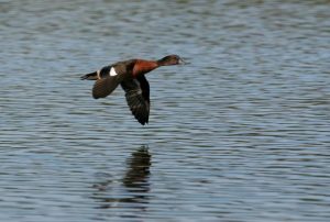 Duck hunting season announced