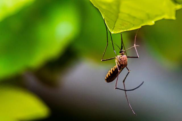 Ostrzeżenie o komarach |  Milton i Marabul