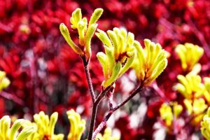 Explore local botanic gardens online