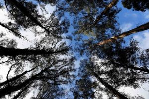 Help to plant new seeds