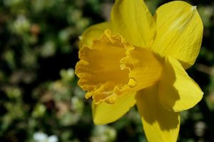 Cancer council urges bowel cancer screening