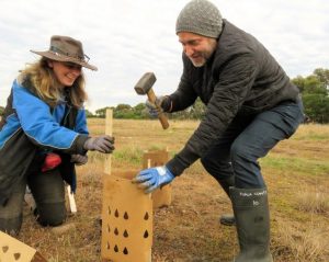 Volunteers plant trees for koalas with their bear hands