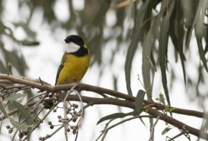 Nature walk shares Indigenous history