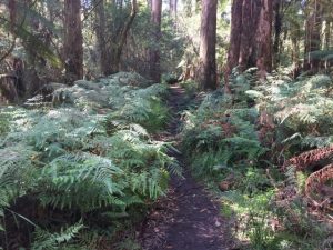 Rescue services warn of forest danger