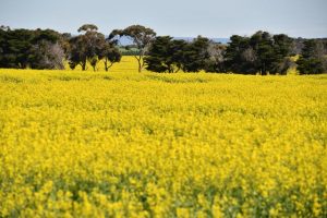 Canary yellow fields dot the west