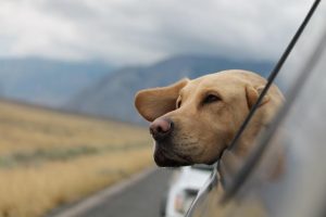 Top tips for hitting the road with your pet