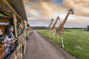 Sunset Safari returns