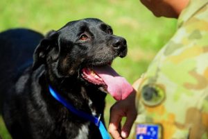 A time to paws and reflect