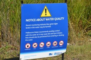 Algal bloom at Lake Caroline