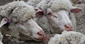 RSPCA backs end to live sheep export