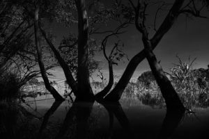 Tour “iconic” Australian plants on National Eucalypt Day