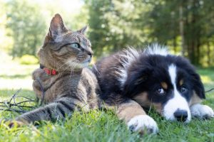 New grants for pet rehoming groups available