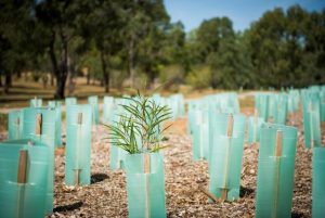 More trees in the ground in Melton