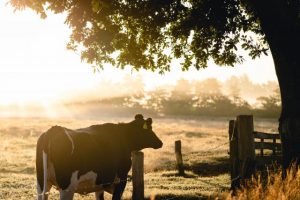 VFF predicts ’rates shock’