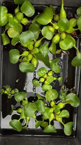 Invasive aquatic plant a no-no for home gardens