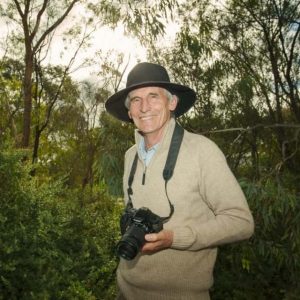 You can help Moorabool’s koala count