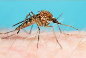 Staying safe from mosquito-borne diseases this summer
