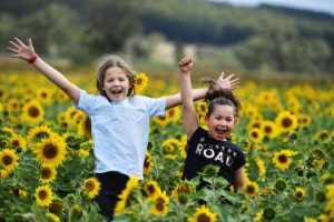 Yellow carpet of flowers
