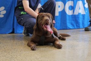 RSPCA Victoria low-cost pet vaccination clinics return to Melton