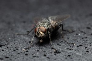 Be aware of the Queensland fruit fly