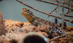 Lizard stalls development