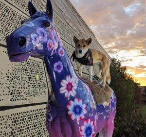 Melton Plate trots back in to town