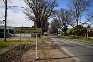 Works on Avenue trees